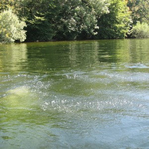 Nessy