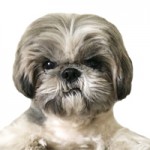 ceo-puchi