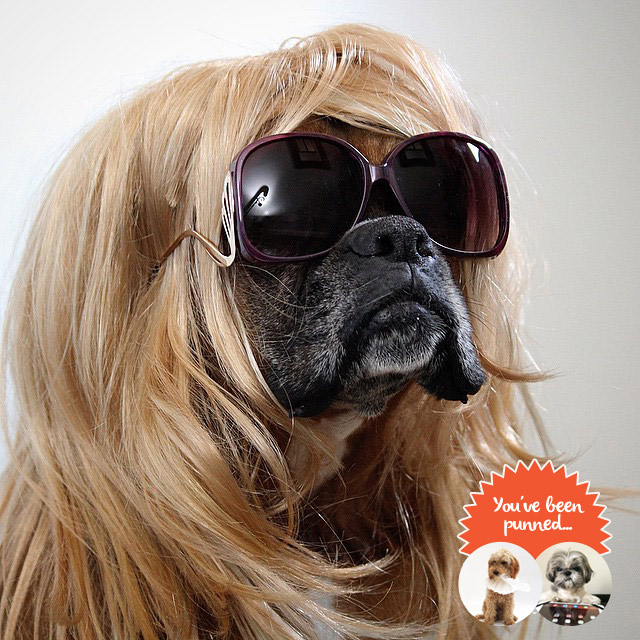 cool dog wearing sunglasses