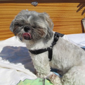 Puchi on the Boat