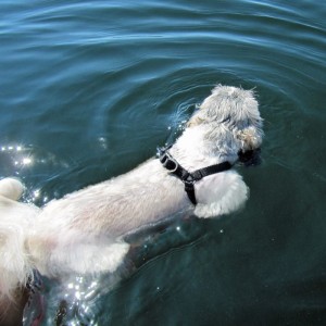 Shih-tzu Swimming