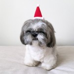 xmas-calendar